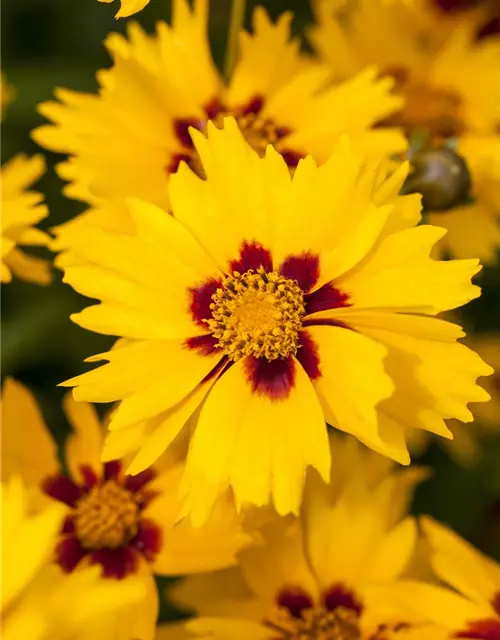 Coreopsis lanceolata 'Sterntaler'