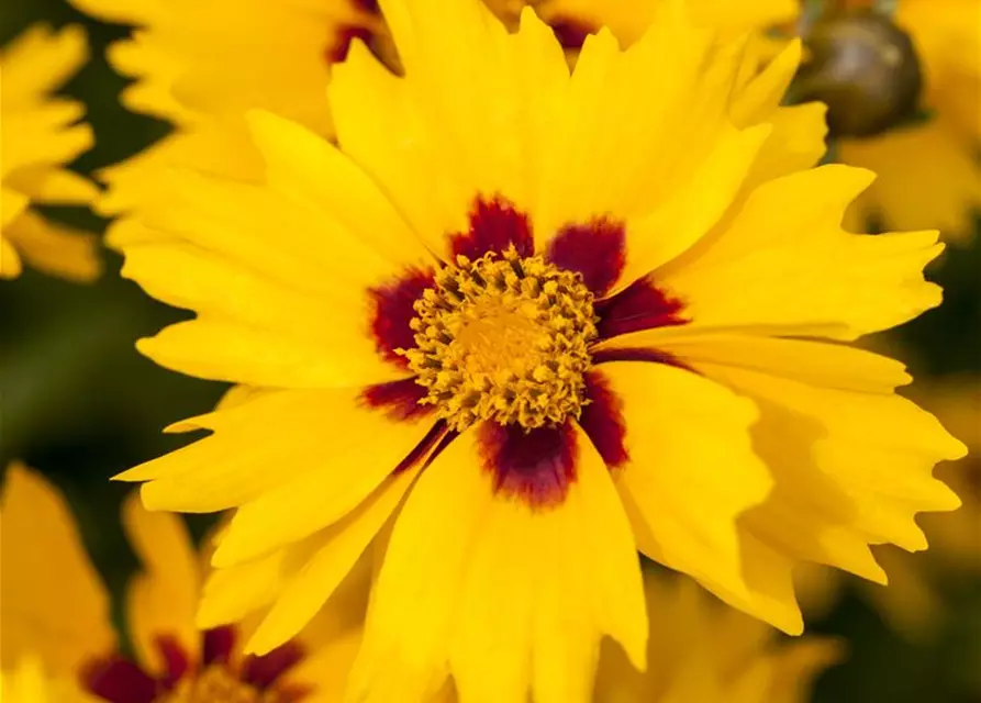 Coreopsis lanceolata 'Sterntaler'