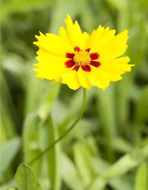 Coreopsis lanceolata 'Sterntaler'