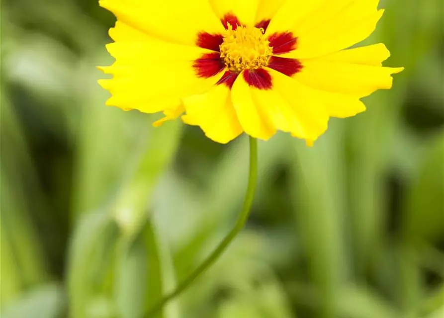 Coreopsis lanceolata 'Sterntaler'