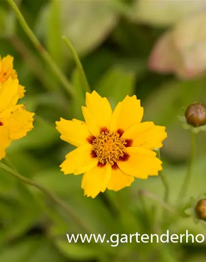 Coreopsis lanceolata 'Sterntaler'