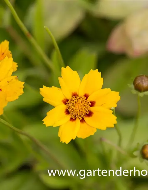 Coreopsis lanceolata 'Sterntaler'