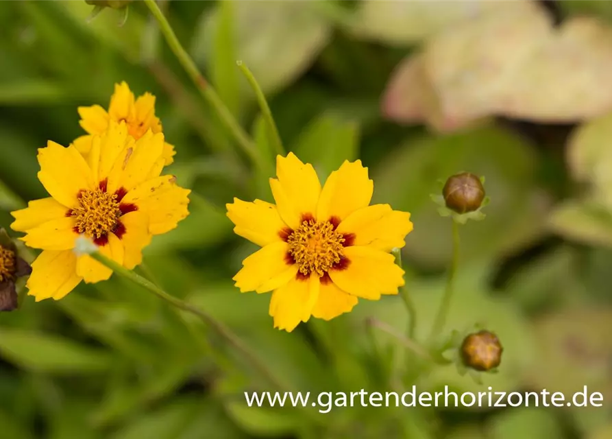 Coreopsis lanceolata 'Sterntaler'