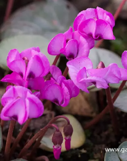 Cyclamen coum