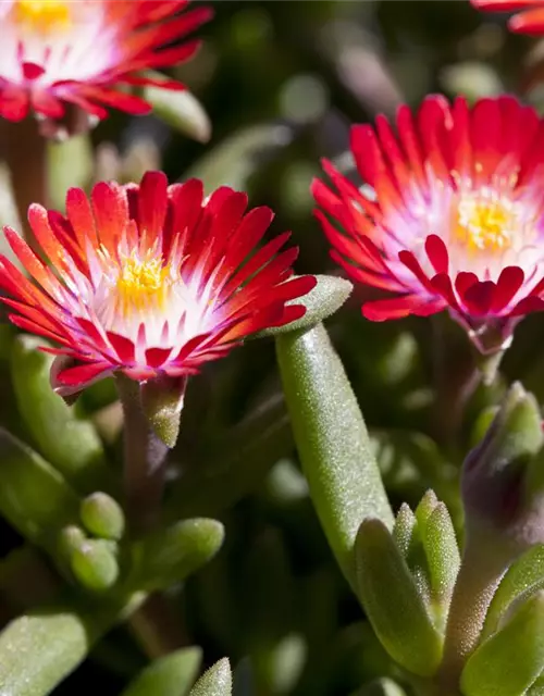 Delosperma cooperi 'JD Grenade' -R-