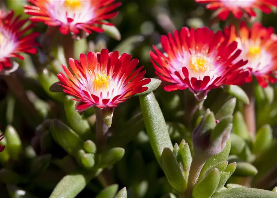 Delosperma cooperi 'JD Grenade' -R-