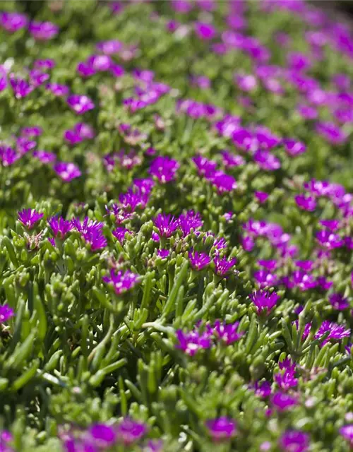 Delosperma sutherlandii