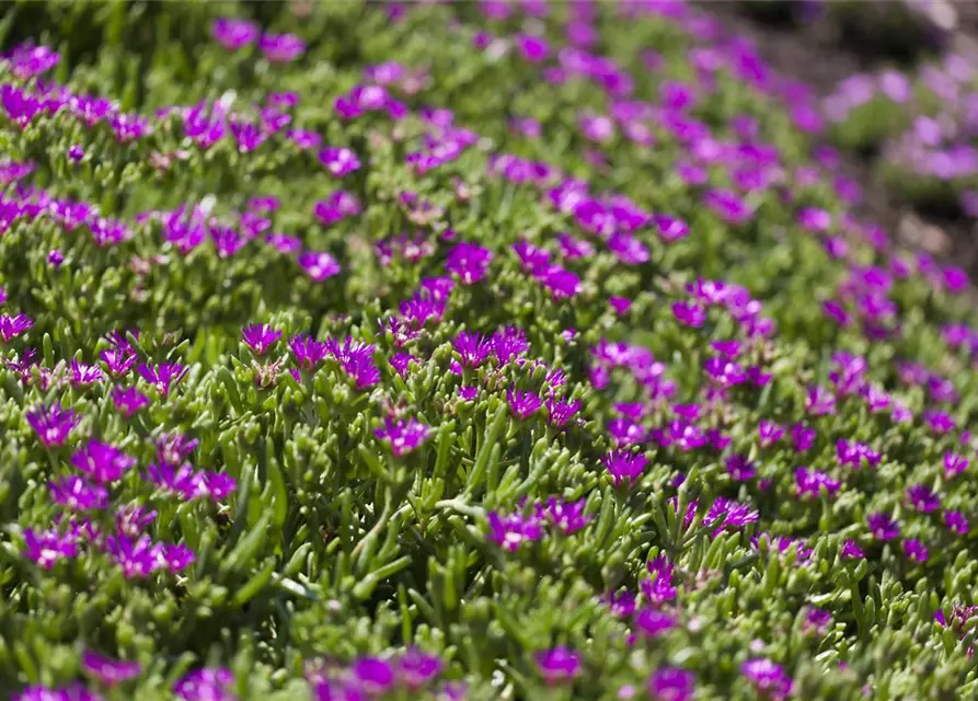 Delosperma sutherlandii