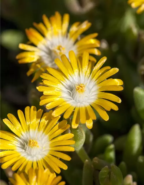 Delosperma cooperi