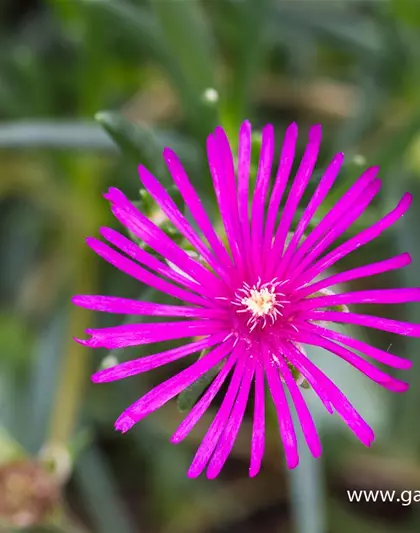 Delosperma cooperi