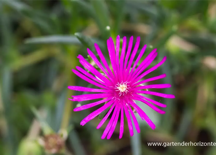 Delosperma cooperi