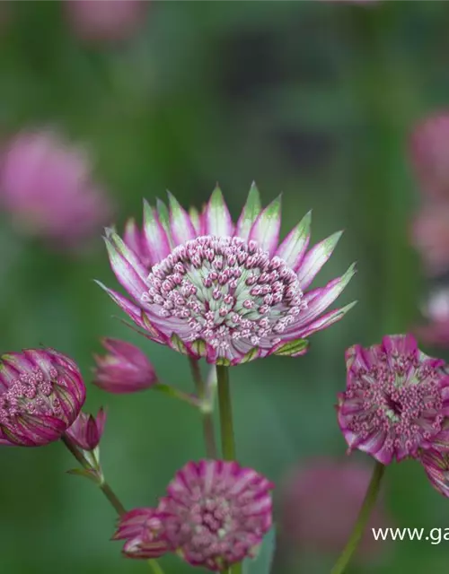 Astrantia maxima 'Rosea'