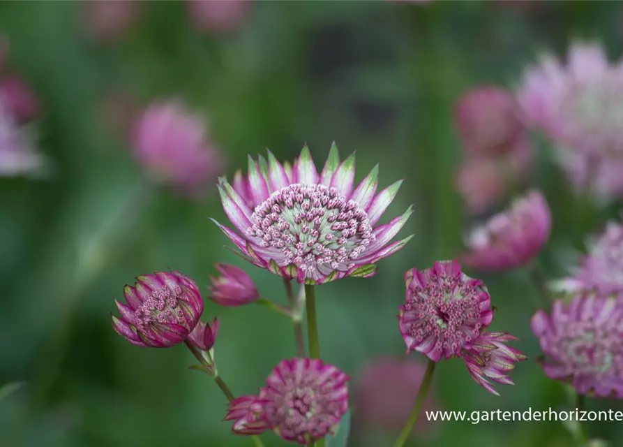 Astrantia maxima 'Rosea'