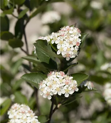 Aronia melanocarpa 'Hugin' Fruchtbengel