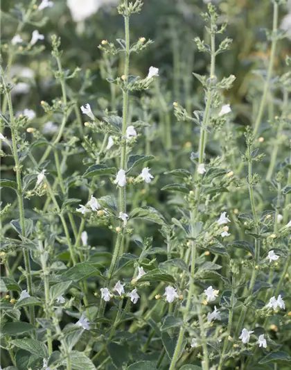 Calamintha nepeta 'Weißer Riese'