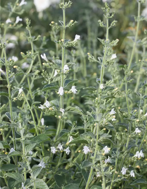 Calamintha nepeta 'Weißer Riese'