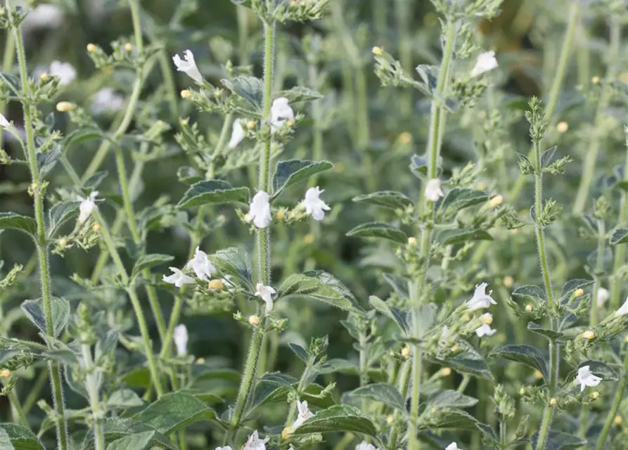 Calamintha nepeta 'Weißer Riese'