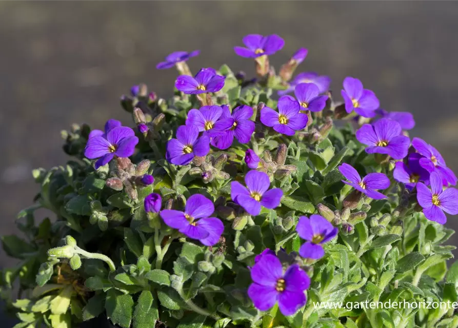 Aubrieta x cult.'Blaumeise'