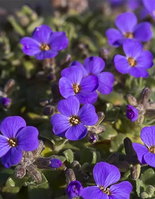 Aubrieta x cult.'Blaumeise'