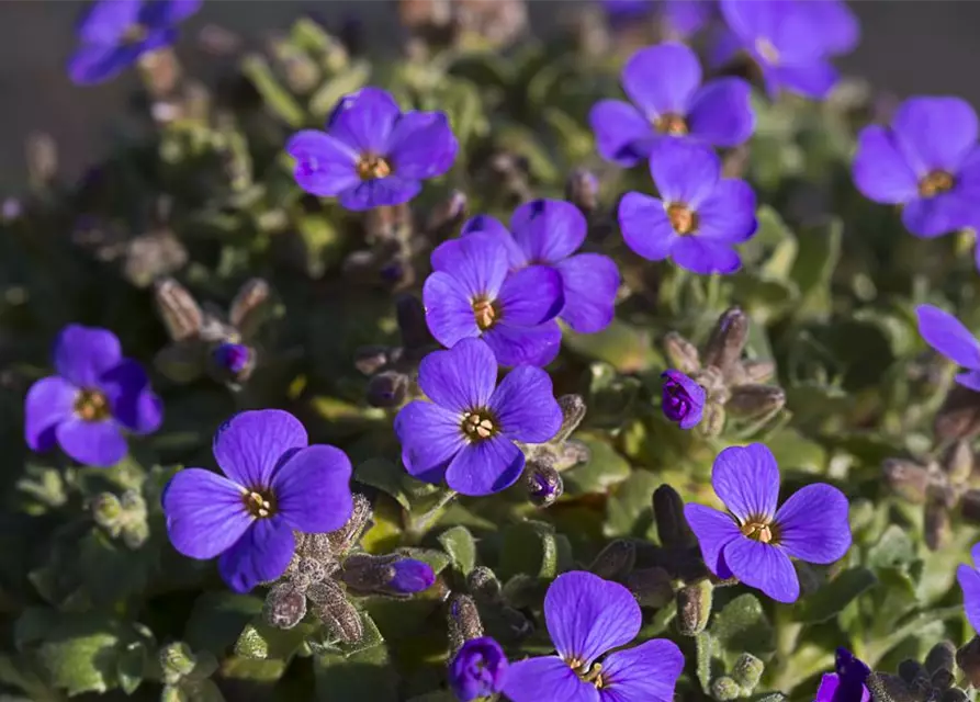 Aubrieta x cult.'Blaumeise'