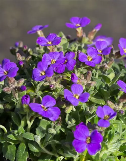 Aubrieta x cult.'Blaumeise'