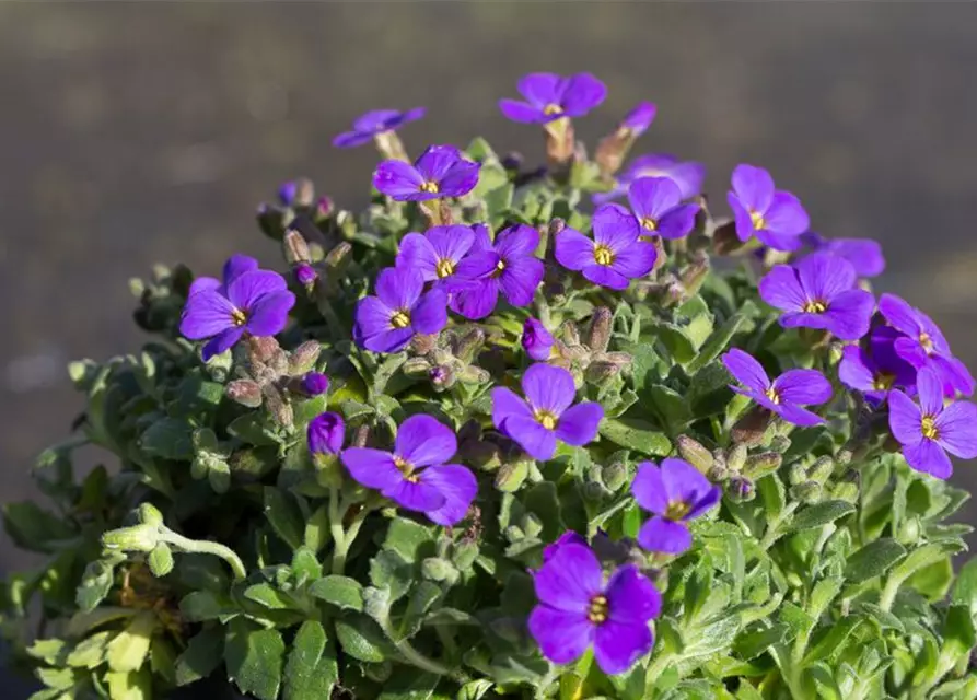 Aubrieta x cult.'Blaumeise'