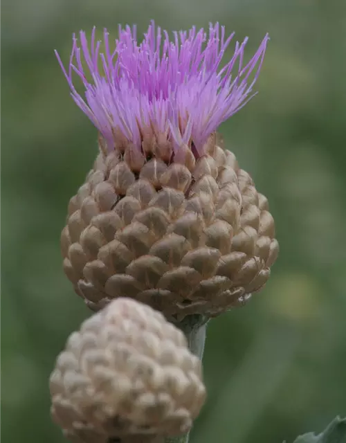 Centaurea x cult. 'Pulchra Major''