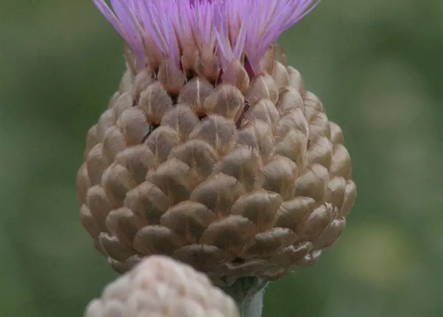 Centaurea x cult. 'Pulchra Major''