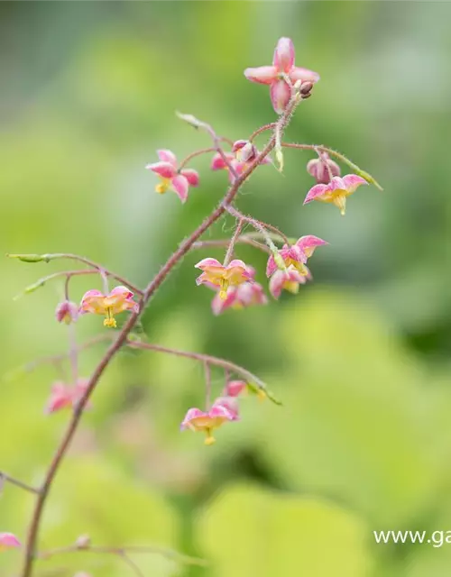 Alpen-Elfenblume