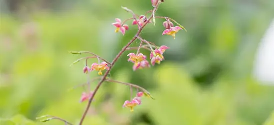 Alpen-Elfenblume