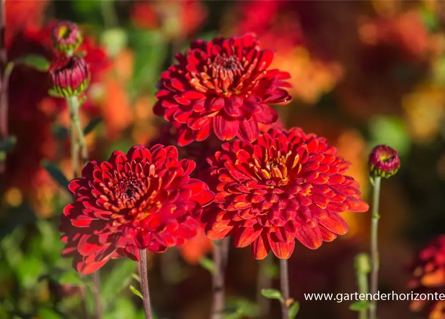 Chrysanthemum x hort.'Brockenfeuer'