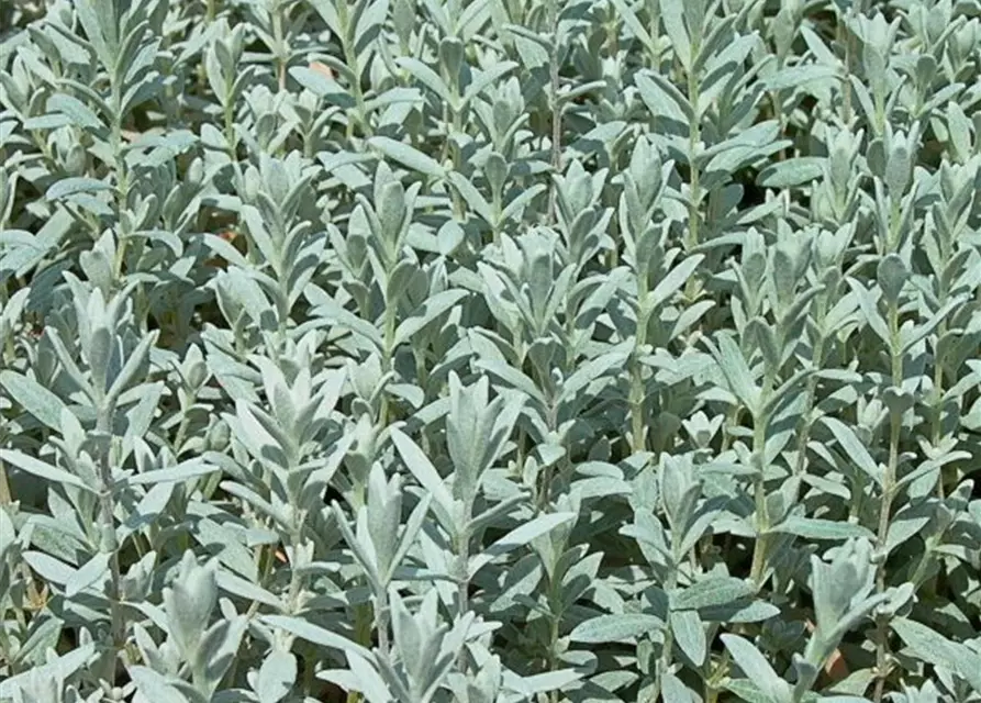 Cerastium tomentosum 'Silberteppich'