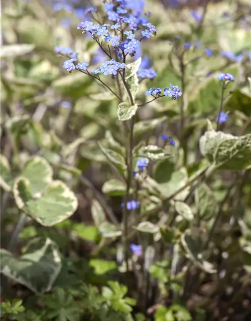 Brunnera macrophylla 'Hadspen Cream'