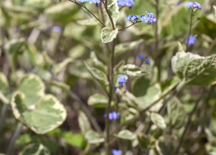 Brunnera macrophylla 'Hadspen Cream'