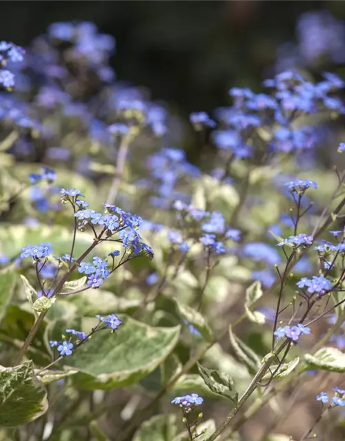 Brunnera macrophylla 'Hadspen Cream'