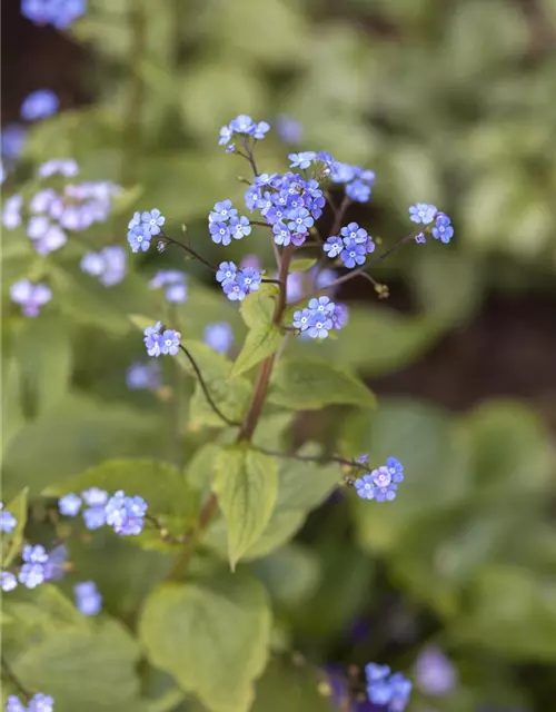 Brunnera macrophylla 'Hadspen Cream'