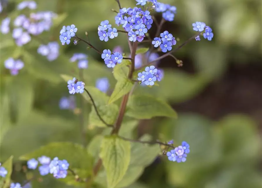 Brunnera macrophylla 'Hadspen Cream'