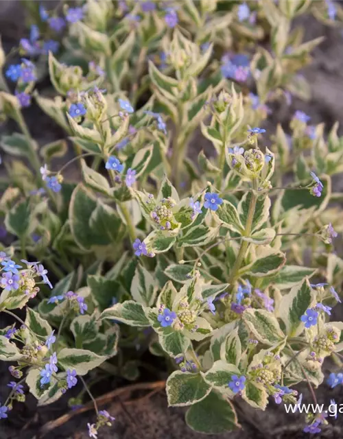 Brunnera macrophylla 'Hadspen Cream'