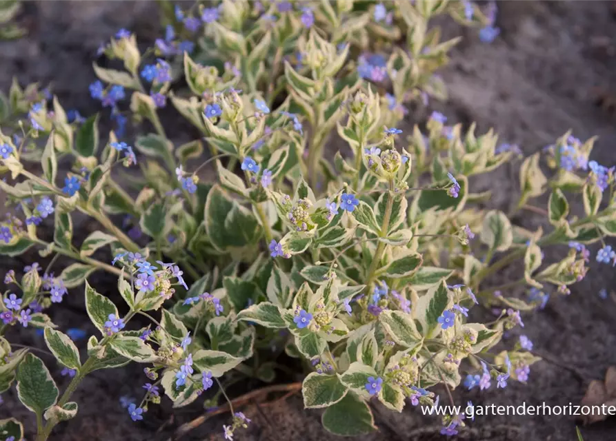 Brunnera macrophylla 'Hadspen Cream'