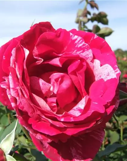 Edelrose 'Henri Matisse'