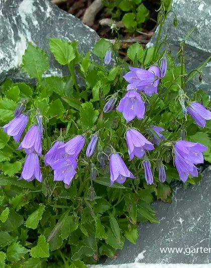 Campanula cochleariif.'Bavaria Blue', gen.