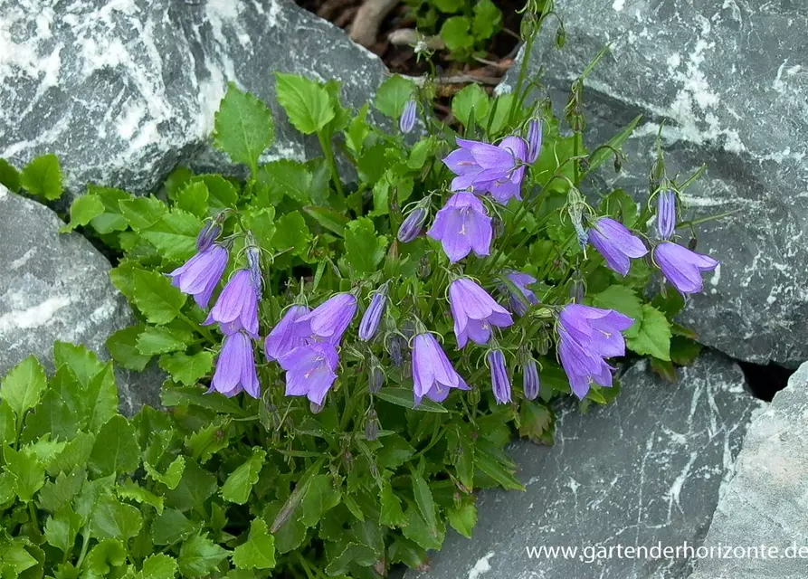 Campanula cochleariif.'Bavaria Blue', gen.