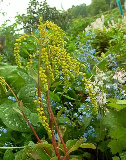 Chiastophyllum oppositifolium