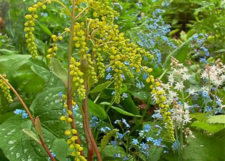 Chiastophyllum oppositifolium