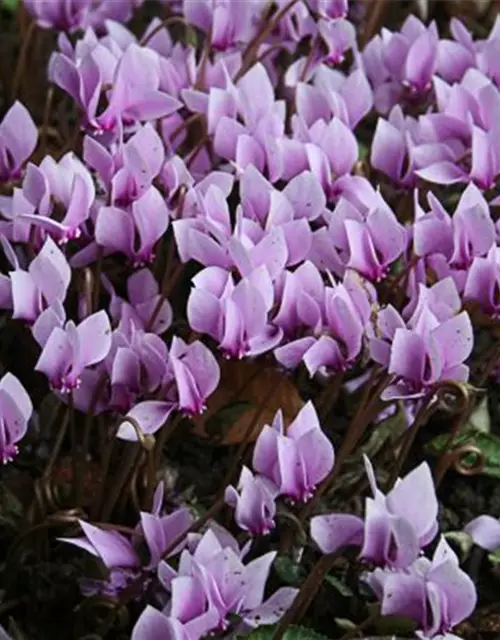 Cyclamen hederifolium 'Ivy Ice Light Rose'