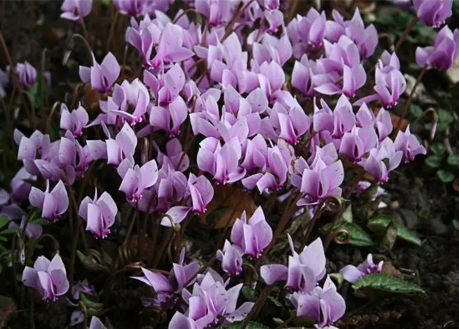 Cyclamen hederifolium 'Ivy Ice Light Rose'