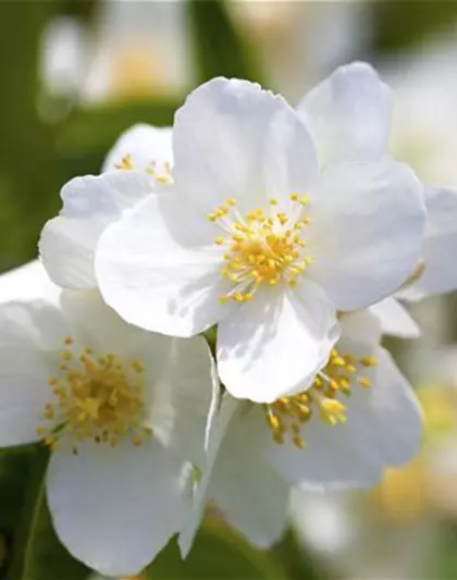 Duftender Bauernjasmin