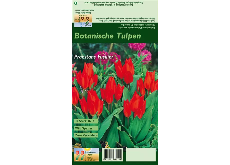 Vortreffliche Tulpe 'Fusilier'