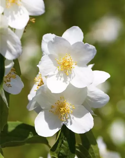 Gartenjasmin 'Belle Etoile'