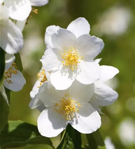 Gartenjasmin 'Belle Etoile'